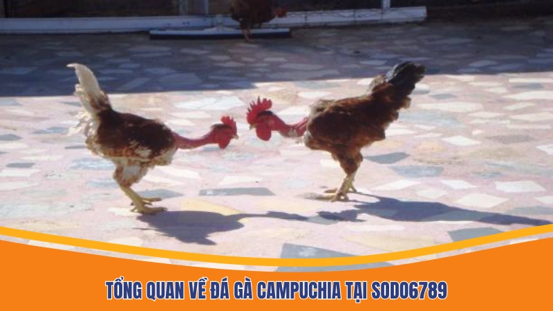 Tổng quan về đá gà Campuchia tại Sodo6789 Tổng quan về đá gà Campuchia tại Sodo6789